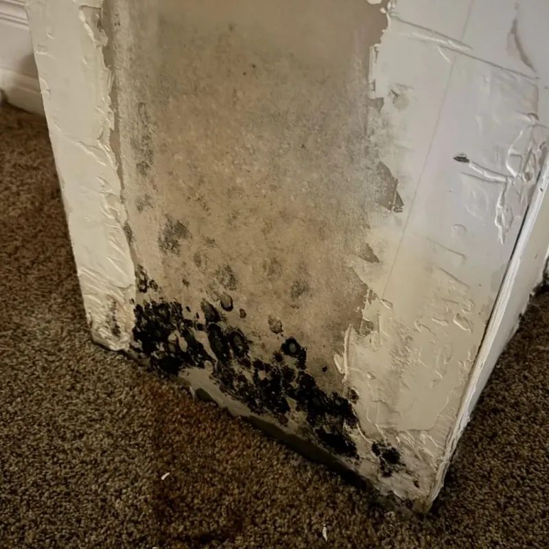 Professional Mold Removal in Rollinsford, NH